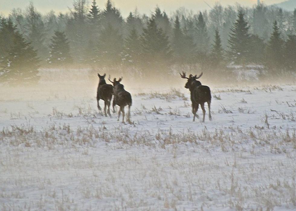 Just Looking Around: Moose In Winter Fog, Aroostook County, Maine
