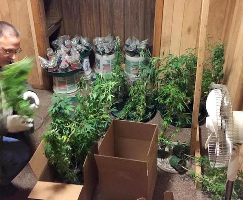 Limestone Police Uncover Marijuana Growing Operation