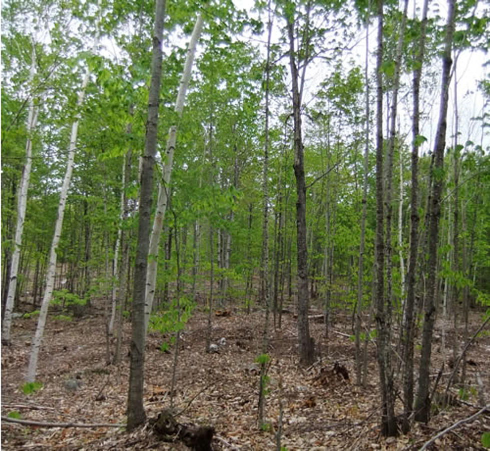 Maine Family Woodland Owners Survey Shows They&#8217;re Okay with Timber Harvesting on Their Land