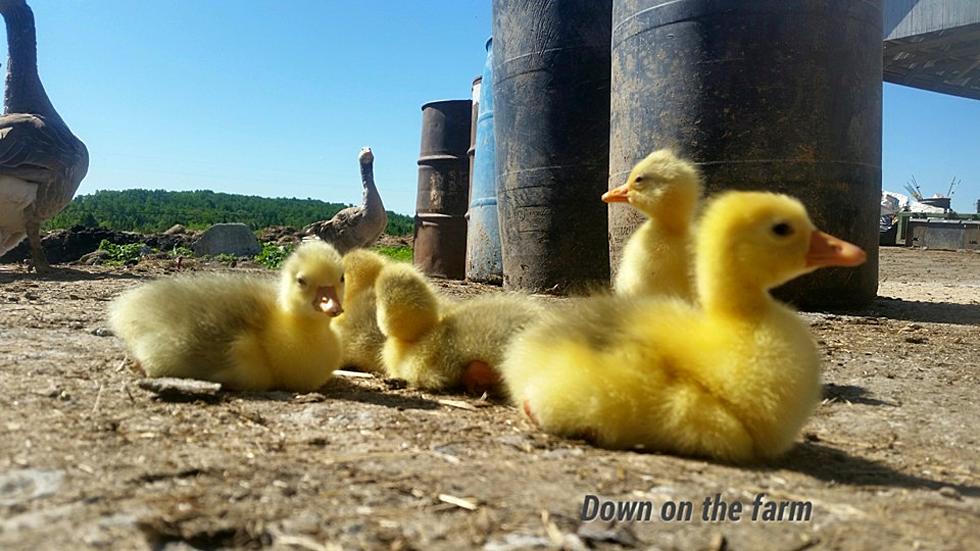 JUST LOOKING AROUND: Goslings Down on the Farm, Caribou