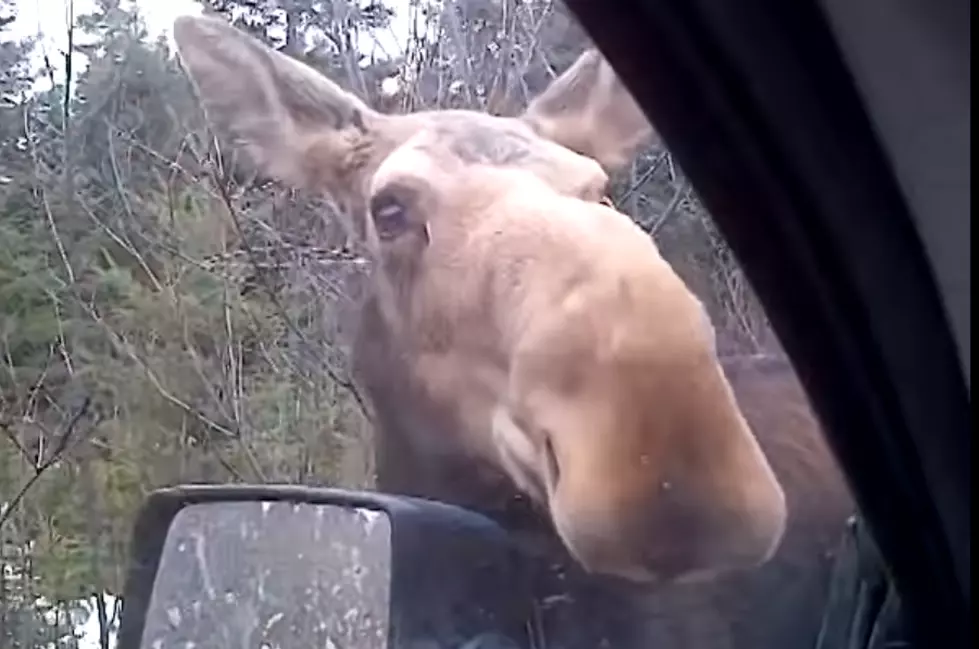 Top 5 Maine Moose Videos