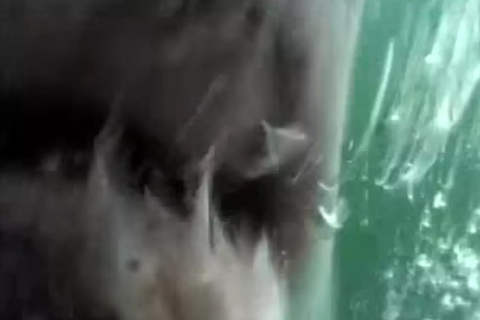 Top 5 Maine Shark Videos
