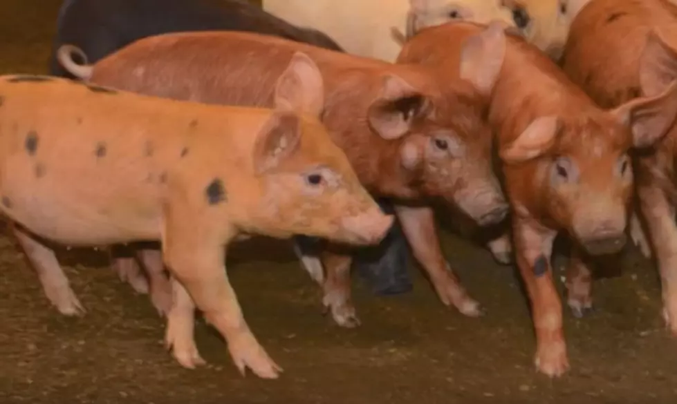 Fun at the Fair: Pig Scramble Videos [TOP 5]