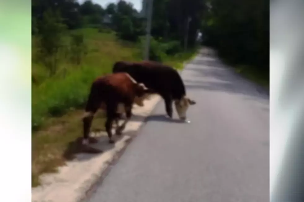 Windham, Maine Police Chasing Cows [FUNNY VIDEO]