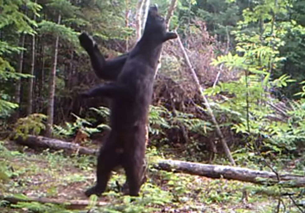 Top 5 Maine Black Bear Videos