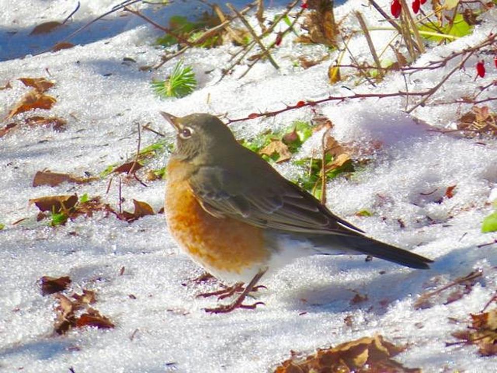 JUST LOOKING AROUND: Robin and First Snowfall, Stockholm, Maine