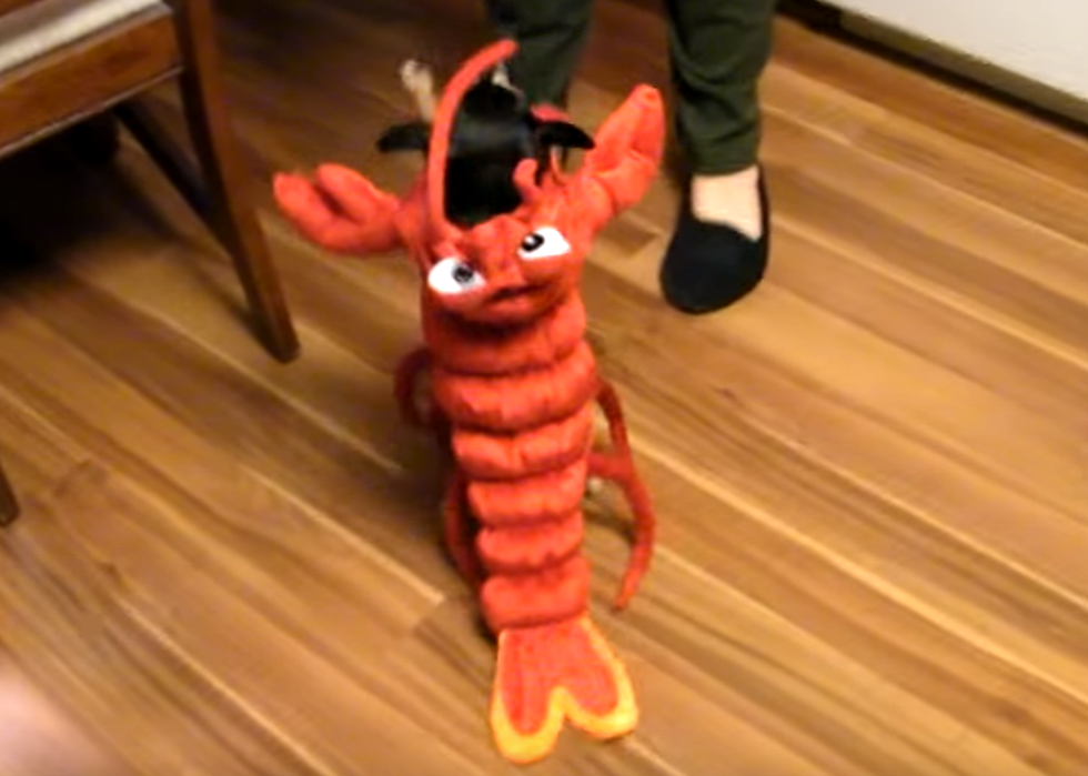 Lobster Halloween Costumes [VIDEO]