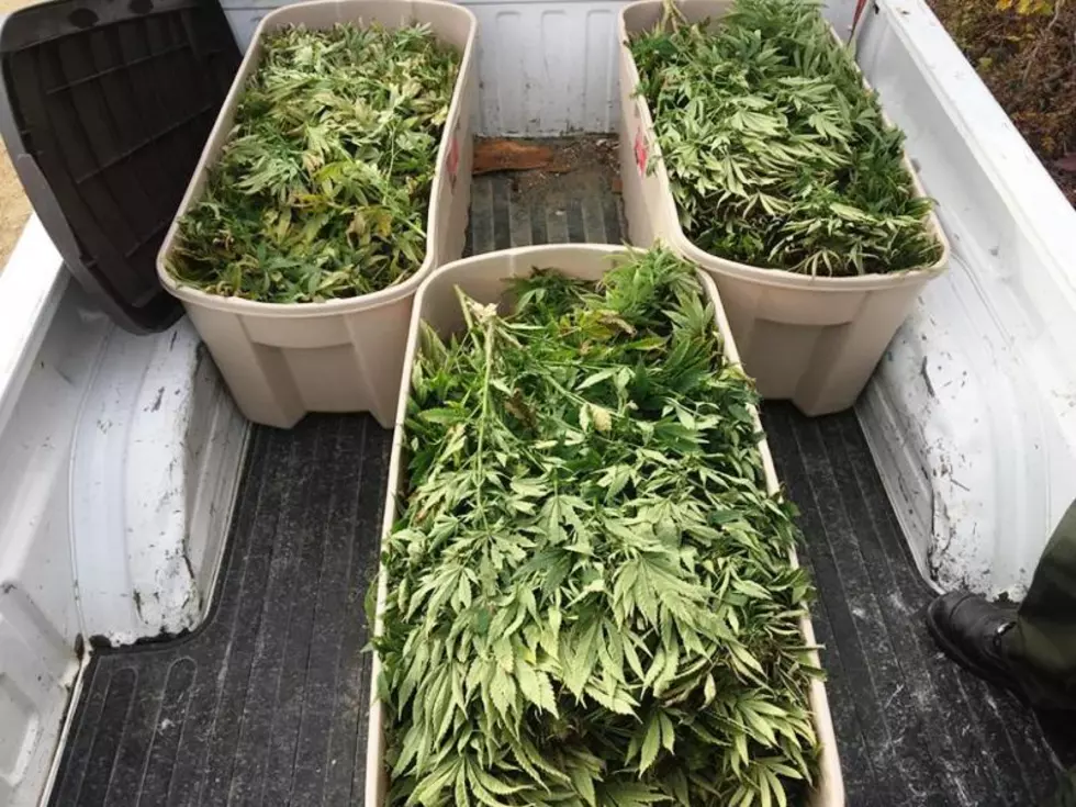 RCMP Seize Approximately 75 Marijuana Plants in Durham Bridge [PHOTO]