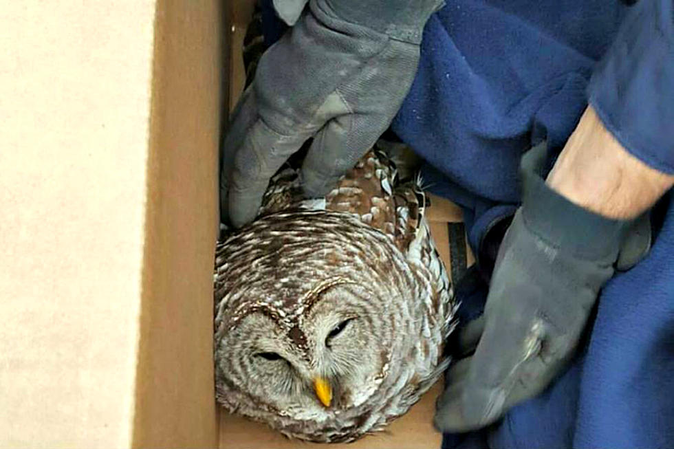 State Trooper Rescues Injured Owl on Interstate 95 in Palmyra