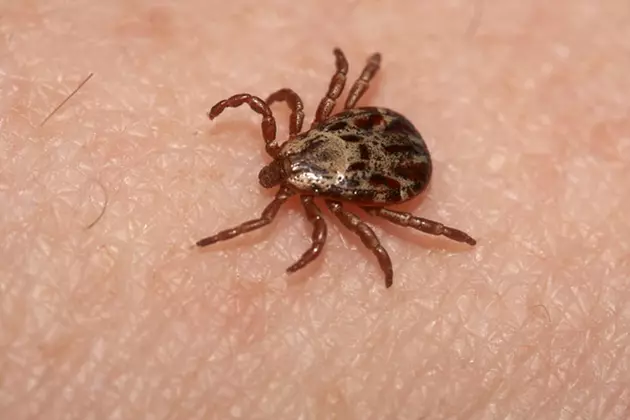 Ticks Survived Maine&#8217;s Long, Cold Winter