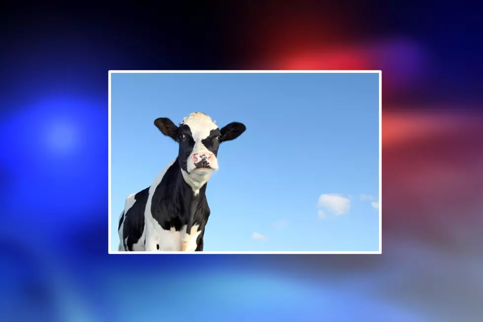 Charges Filed in Shooting of &#8216;Sophie&#8217; The Cow in Maine