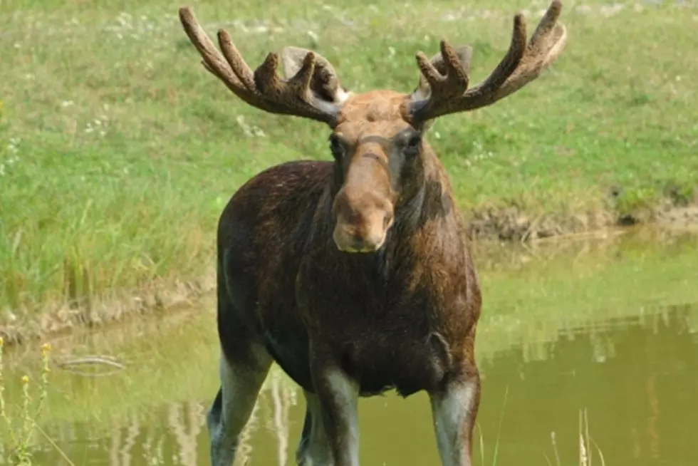 Hunters Take to The Woods for Expanded Moose Hunt in Maine