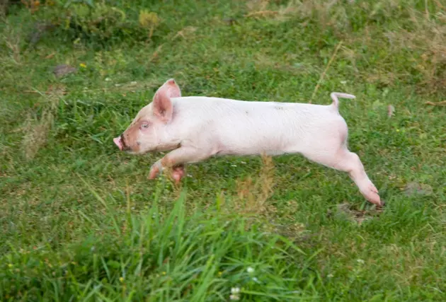 MAINE: Pig Rescued After Entering Traffic