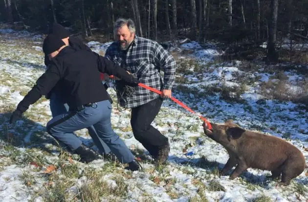 Maine State Police Rescue Elusive Pig [PHOTO]