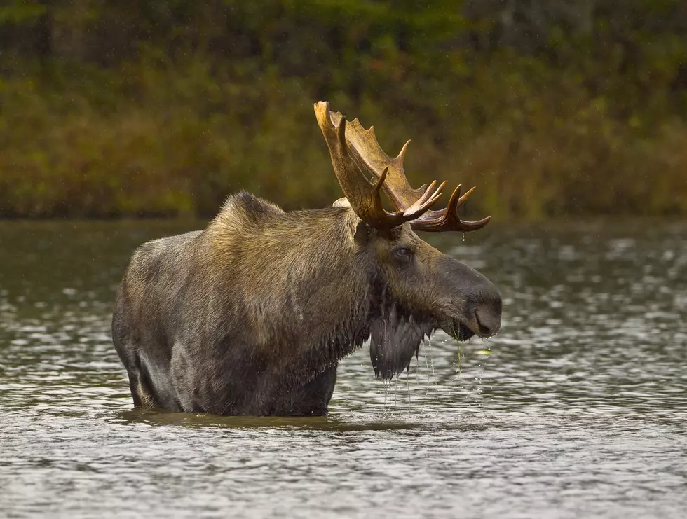 Maine Considers Increasing Number of Moose Hunt Permits