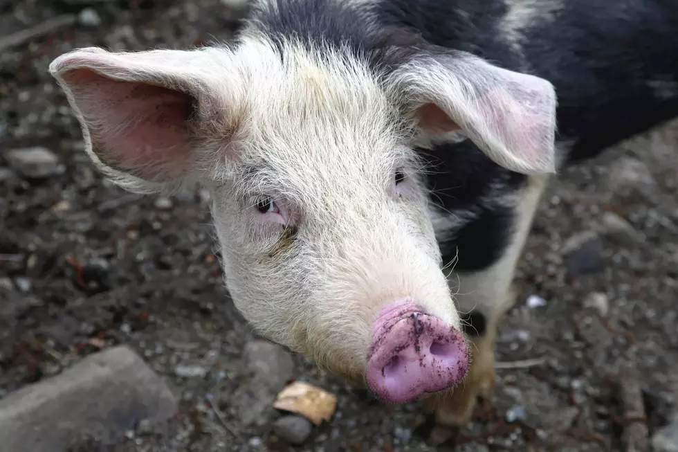 Pigs Get Food Waste from Maine Schools