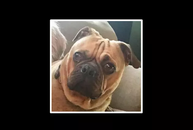 Woman Admits Helping Two Men Who Killed Franky the Pug