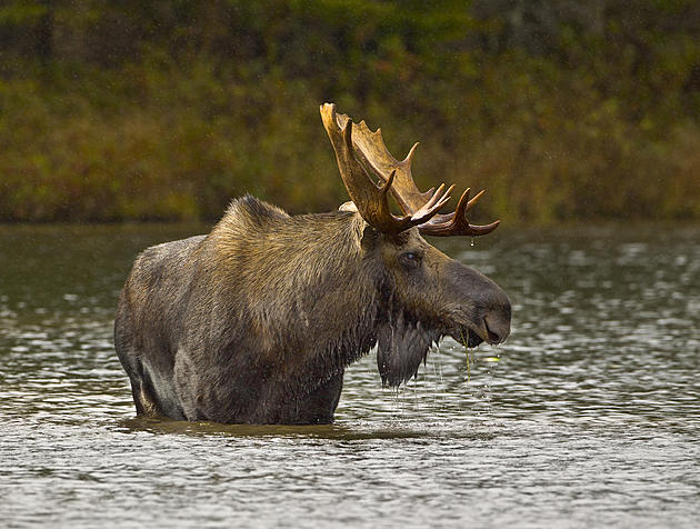 Maine Moose Hunters Gearing Up For State&#8217;s Permit Lottery