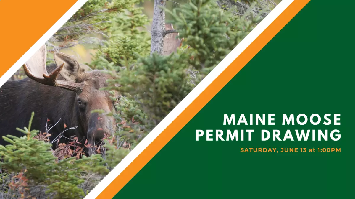 Annual Moose Permit Drawing will be a Virtual Event