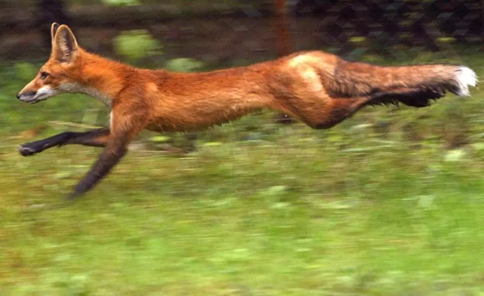 Maine Man Fends Off a Pair of Attacking Foxes