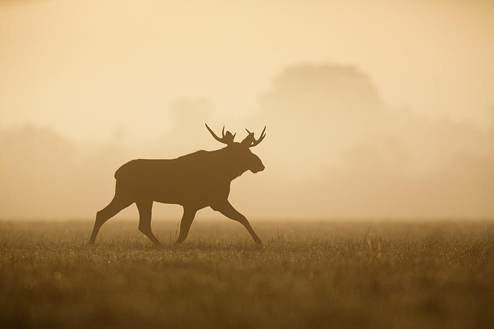 Maine to Increase Moose Hunting to Cut Down Winter Ticks