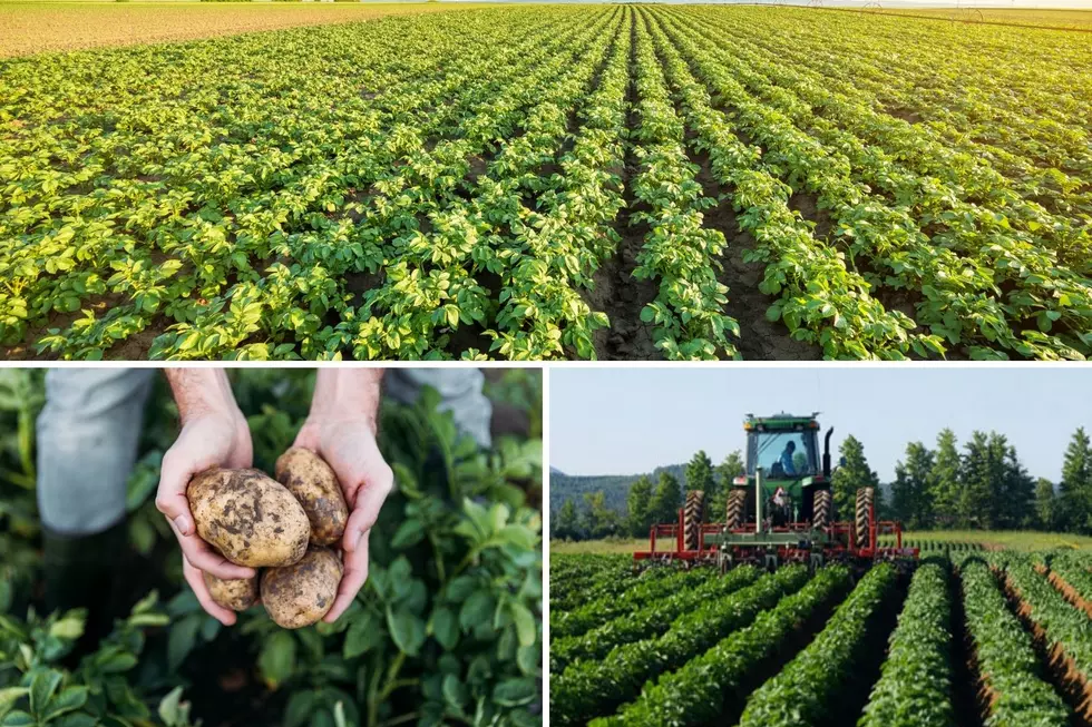Pineland Farms Potato Company Has Immediate Openings in Aroostook County
