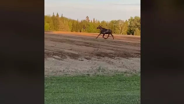 Moose Chased by a &#8216;Deere&#8217;, Aroostook County, Maine