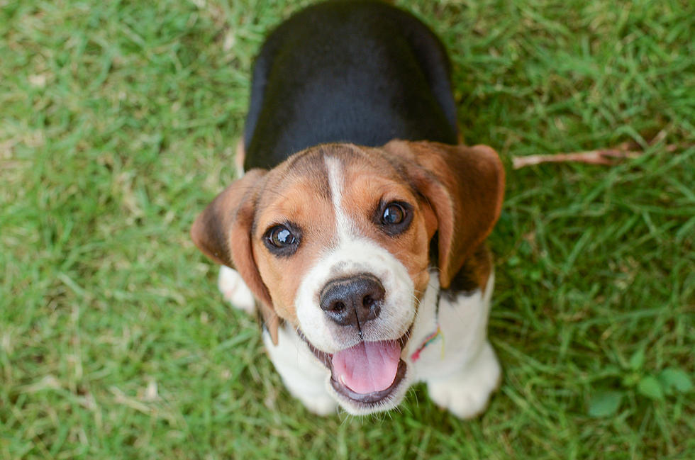 New Dog Park Coming to Presque Isle, Maine