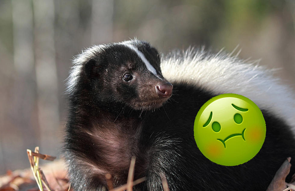 My Close Encounter with a Skunk Taught Me Unforgettable Lessons