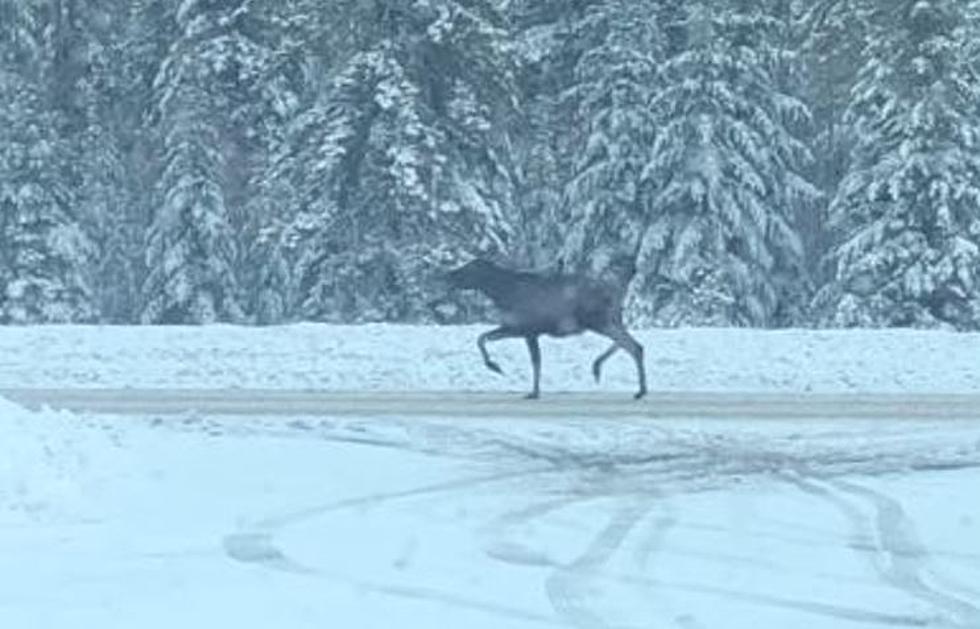 Great Video: Watch Moose Trot by Aroostook County Sheriff Deputy