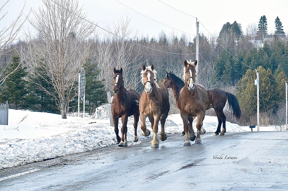 Horses Run Loose on the Road in Easton, Maine