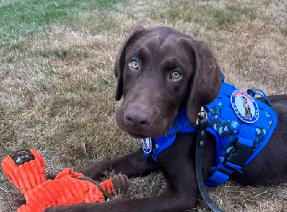 First Comfort Dog at Maine’s Emergency Communications Centers