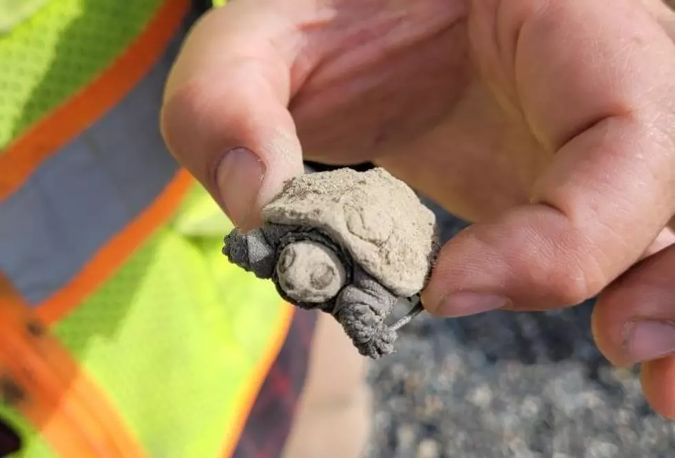 MaineDOT Worker Helps the Tiniest Turtle You&#8217;ll Ever See