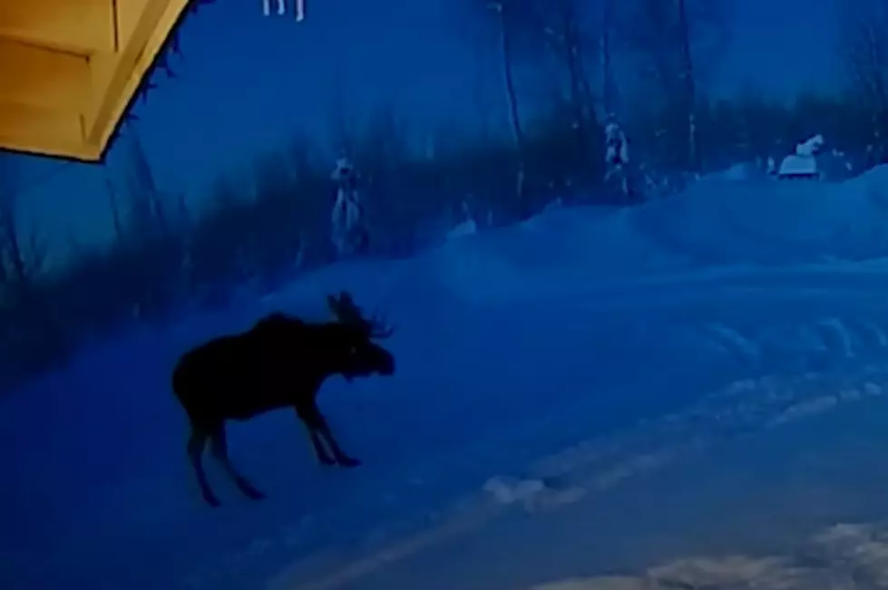 WATCH: Doorbell Camera Catches Moose Shedding Antlers