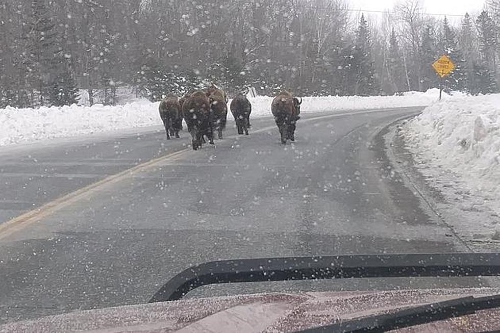 Bison on the Loose in Presque Isle, Maine