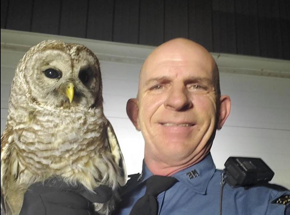 Maine State Trooper Rescues Barred Owl on I-95 in Fairfield
