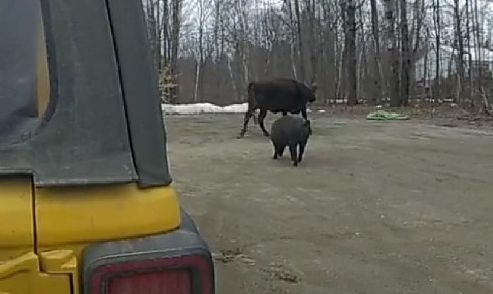43-Year-Old Maine Woman Attacked & Injured by a Cow