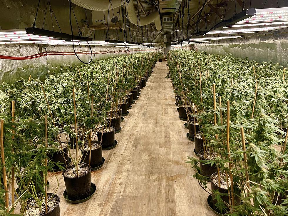 Over 3,400 Marijuana Plants Seized in Carmel, Maine