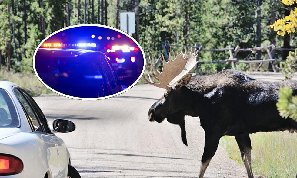 Driver Hits Moose in Stolen Vehicle & Steals Another Vehicle