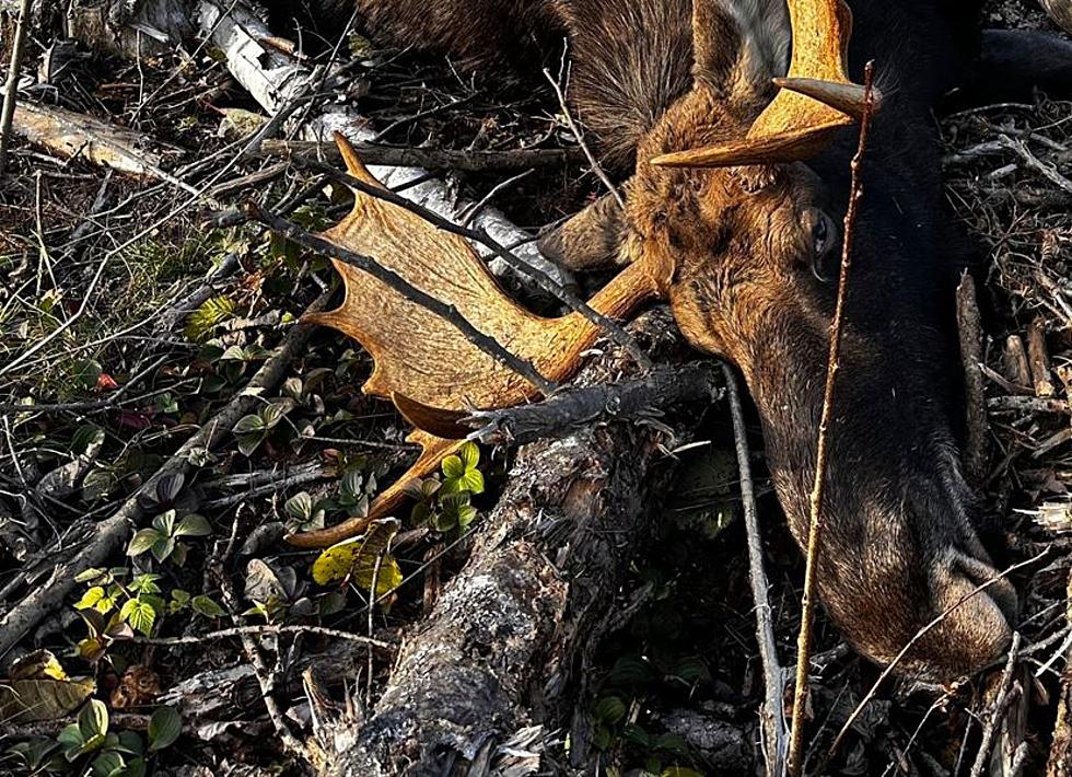 Two Moose Illegally Killed in Aroostook and Washington Counties