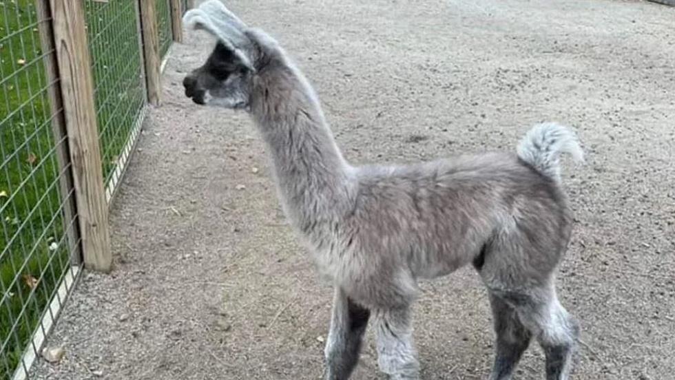 Police Looking for Baby Llama Presumed Stolen from Maine Farm
