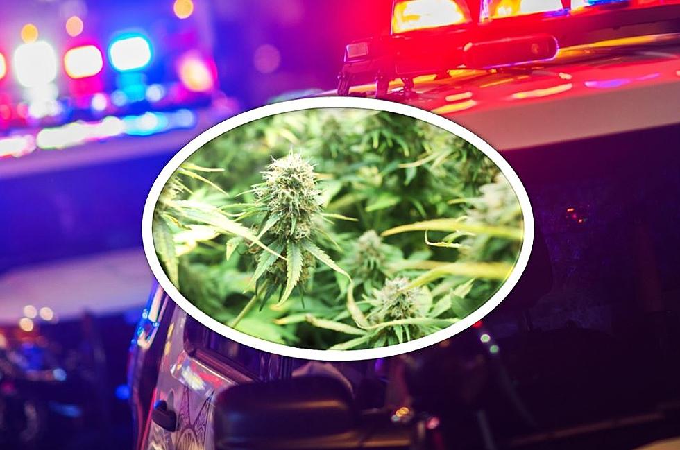 Illegal Marijuana Growing Operation Shut Down in Maine