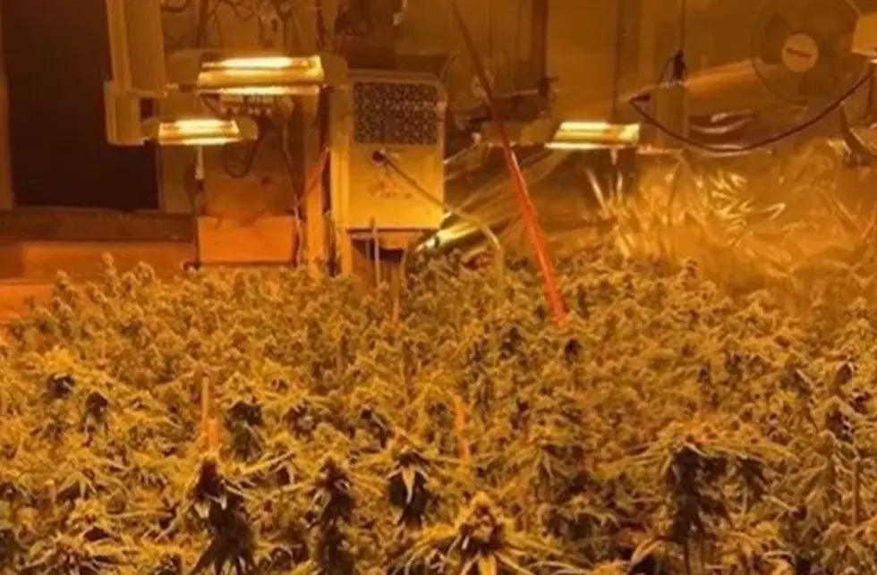 1,277 Marijuana Plants Seized at Illegal Grow Facility in Maine
