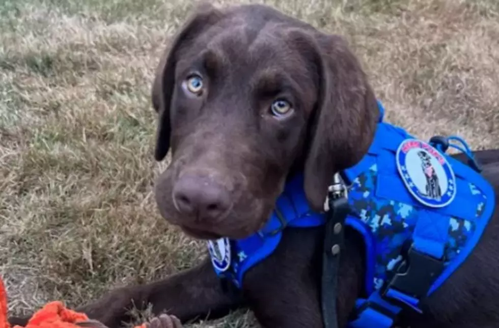 Maine’s First Official Comfort Dog Found Dead in State Vehicle