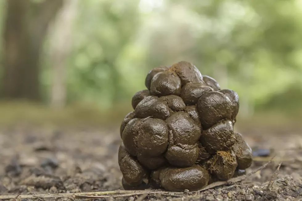 ‘Zoo Doo’ Exotic Poo Could be the Garden Miracle for You