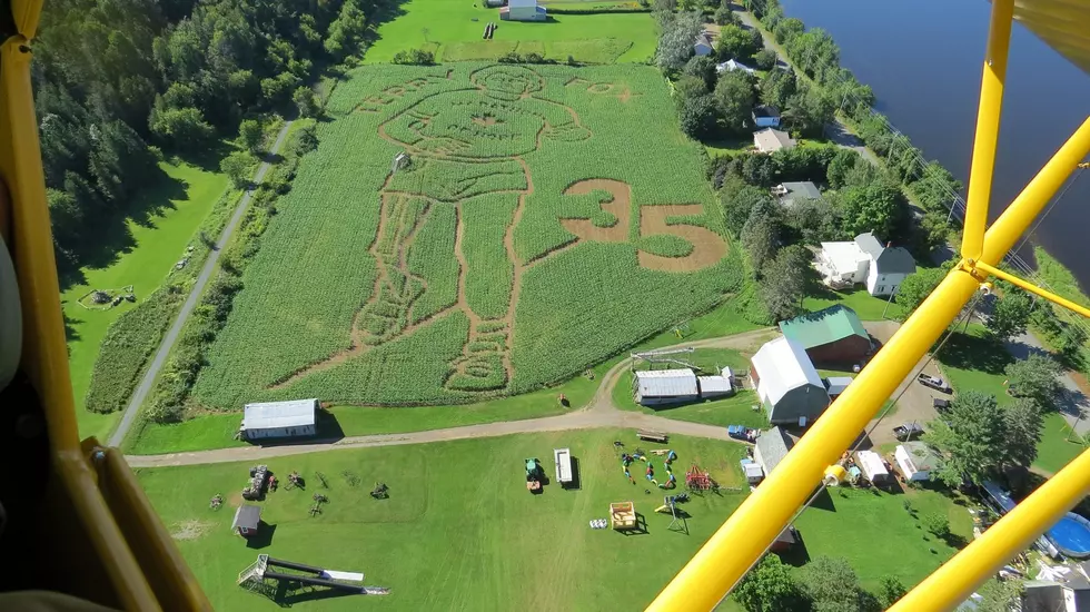 Corn Maze