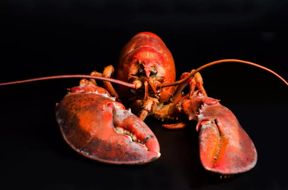 Lobster: Invasive Species???