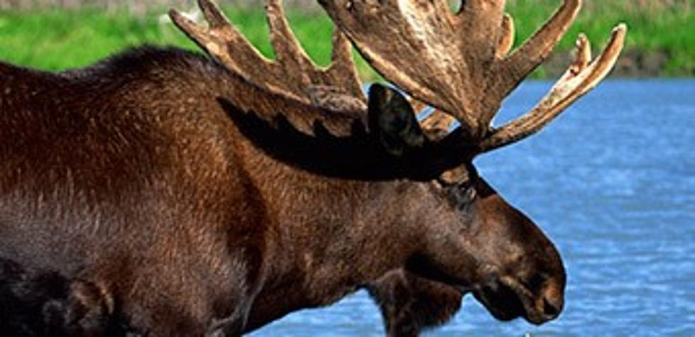 2016 New Brunswick Moose Draw Results Released