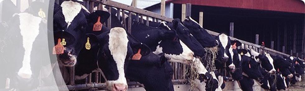 Milk Prices Rising in New Brunswick February 1st