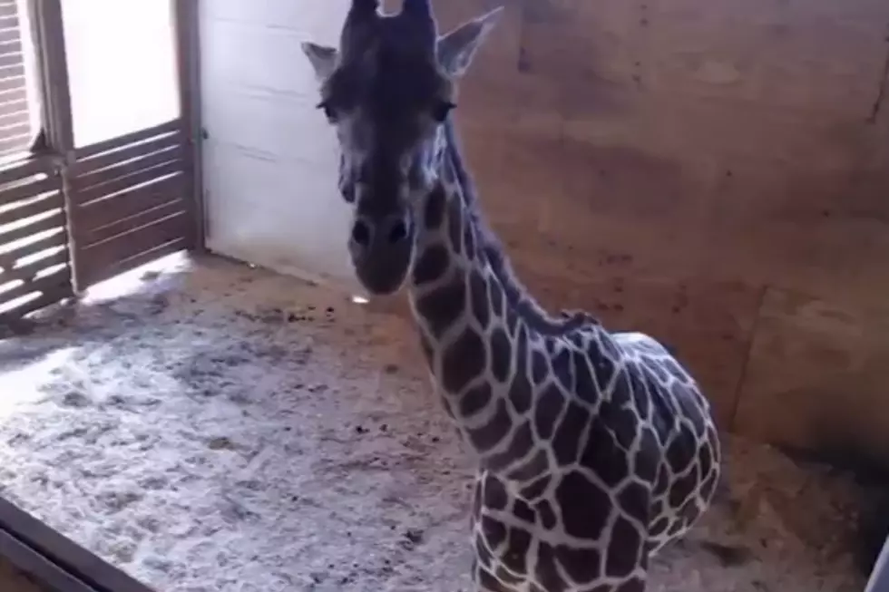 Baby Giraffe Has A Name!